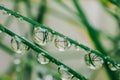 Grass and water drops macro background.green grass with drops.Earth Day. Wet grass after rain.plant texture in green Royalty Free Stock Photo