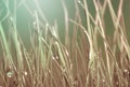 Grass with water drops. Nature background Royalty Free Stock Photo