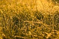 Grass with water drops in the sunlight. Blurred photo. Low angle ground view scenery multicolored bright vibrant yellow grass with Royalty Free Stock Photo