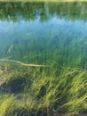 Grass and water live together