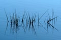 Grass in the water of pond