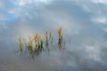 Grass in water, reflection sky