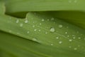 Grass,  waterdrops, dews, wet leaves, close up shot Royalty Free Stock Photo