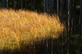 Grass at waters edge of the forest pond Royalty Free Stock Photo