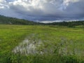 Grass watter trees Cloud flowar