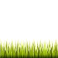 Grass weed border vector illustration on white isolated background