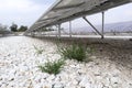 Grass Weed Growing up on Solar Farm Ground