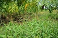 Grass weed infest to agriculture crops