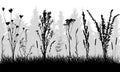 Grass with weeds on background of forest, silhouettes. Vector illustration