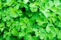 Grass weeds wild hyacinths. Background green leaf water drops of rain Royalty Free Stock Photo