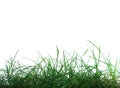 Grass on White Background Royalty Free Stock Photo