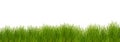 grass on white background Royalty Free Stock Photo