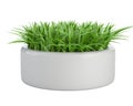 Grass in a white flower pot Royalty Free Stock Photo