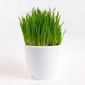 Grass in a white flower pot, isolated on white background Royalty Free Stock Photo