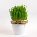 Grass in a white flower pot, isolated on white background Royalty Free Stock Photo