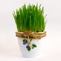 Grass in a white flower pot, isolated on white background Royalty Free Stock Photo