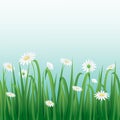 Grass and white flowers border with blue sky background. Royalty Free Stock Photo