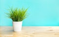 Grass in white pot on wood table Royalty Free Stock Photo