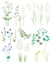 Grass and wild flowers