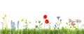 Grass and wildflowers isolated background