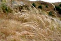 Grass in WInd