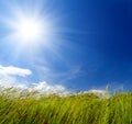 Grass and wind blowing Royalty Free Stock Photo