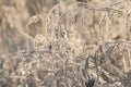 Grass with winter rime and frost crystals in sunlight