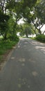 Grass on a withe background tree and road