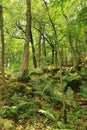 Grass Wood, Conistone - ferns and trees