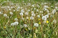 Grass Yard Full of Dandelion Weed Flowers and Seed Heads