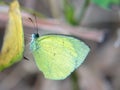 Grass yellow butterfly