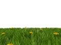 Grass and yellow flowers Royalty Free Stock Photo