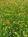 Grass and Yellow Foxtail Texture Royalty Free Stock Photo