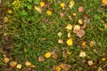 The grass and yellow leaves, the flat photo.