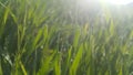 Grass Royalty Free Stock Photo