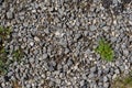 Grass on zen stone floor bacground Royalty Free Stock Photo