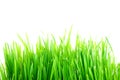 Grass1 Royalty Free Stock Photo
