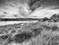 Grasses at Alnmouth beach