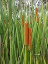 Grasses background Royalty Free Stock Photo