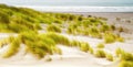 Grasses on the Beach, Bandon Oregon Royalty Free Stock Photo