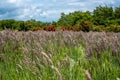 Grasses Blow In The Wind On Gregory Bald