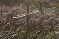 Grasses Blowing in Wind 813301