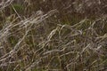 Grasses Blowing in Wind 813302