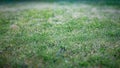 Grasses and blurred grasses, tilt shift style Royalty Free Stock Photo