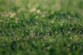 Grasses and blurred grasses, tilt shift style Royalty Free Stock Photo