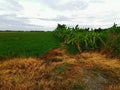 Grasses burn down by post emergence herbicide