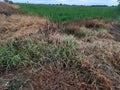 Grasses burn down by post emergence herbicide