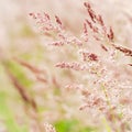 Grasses