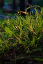 Grasses or crops in focus. Earth Day concept photo