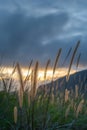 Grasses at dawn on the background of mountains Royalty Free Stock Photo